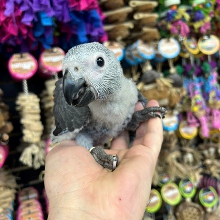 Hatched African Grey baby looking at camera