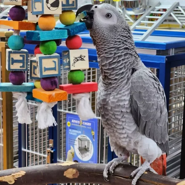 Male African Grey parrot playing with colorful block toy