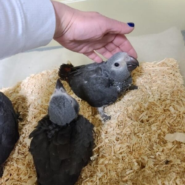 3-month-old baby African Grey