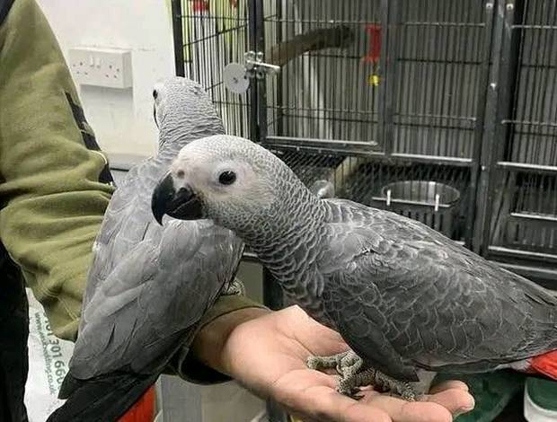 Adult African Grey breeding pair