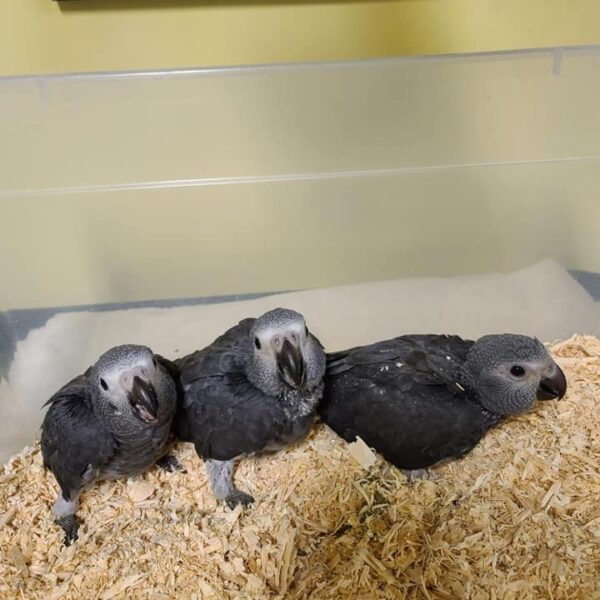 Baby African Grey parrots resting in brooder