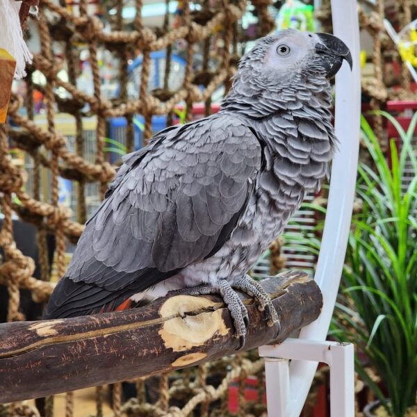 Lucia perched in profile