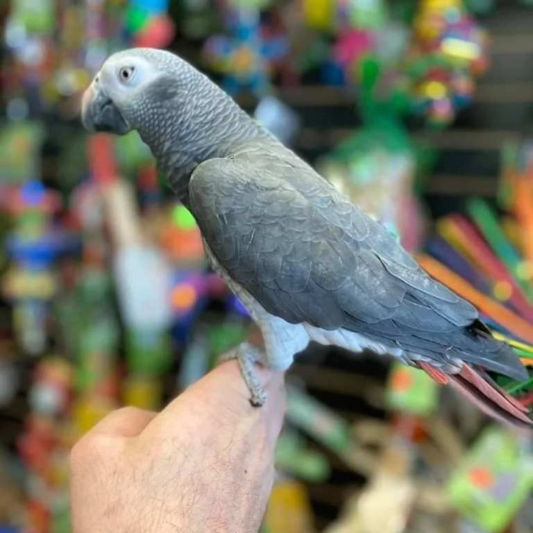 African Grey Parrot — 11 months