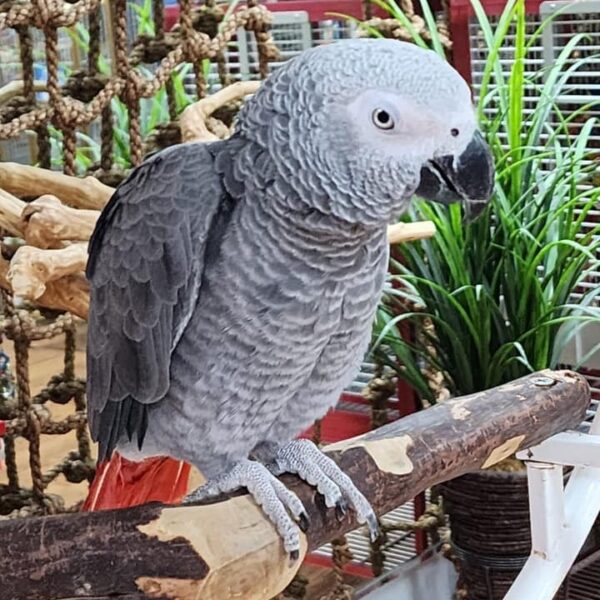 Lucia — Congo African Grey (12 months)