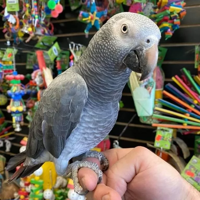 African Grey parrot looking at the camera