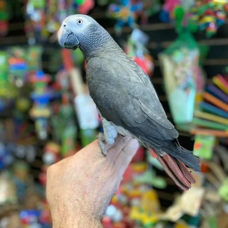 African Grey parrot showing red tail feathers