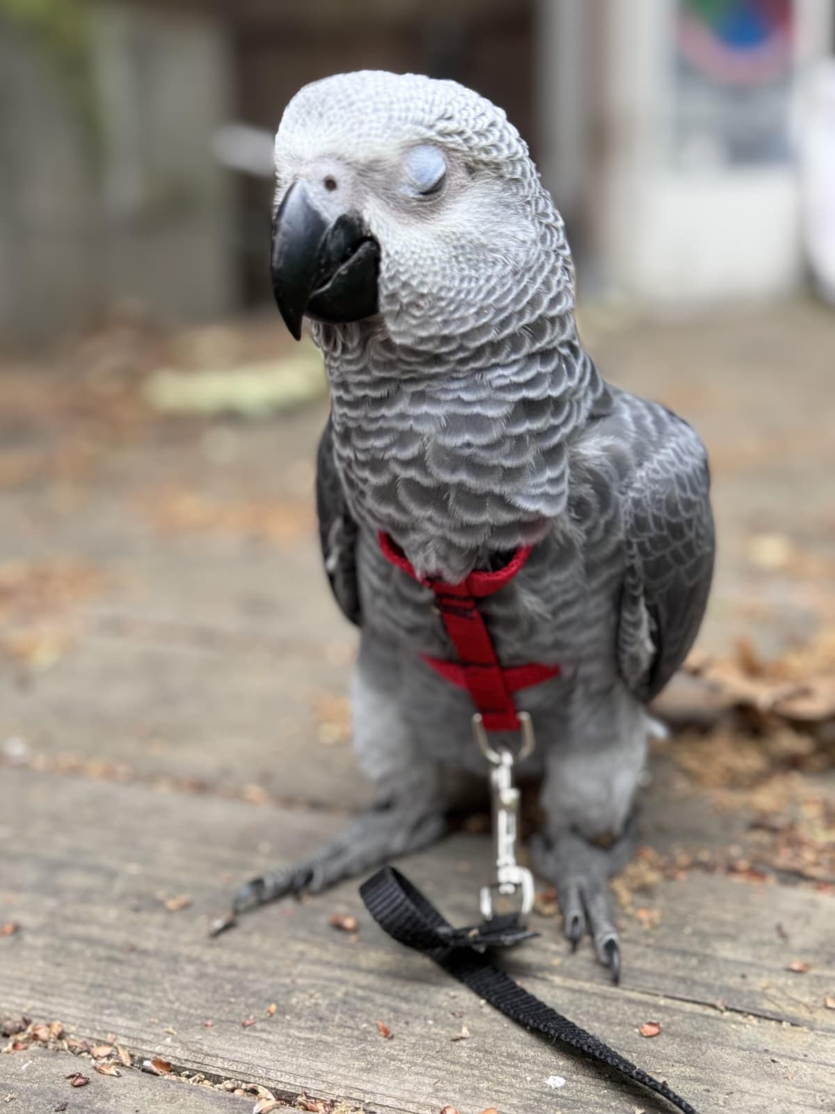 Baby African Grey — 3 months