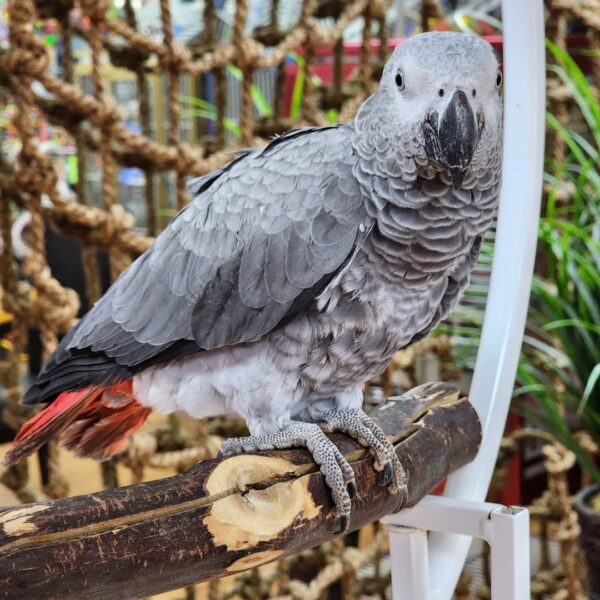 Lucia showing her bright red tail feathers