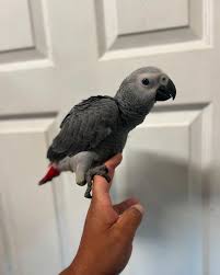 Hand-raised Baby African Grey