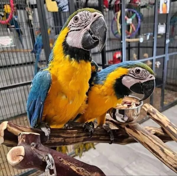 Blue & Gold Macaw Pair