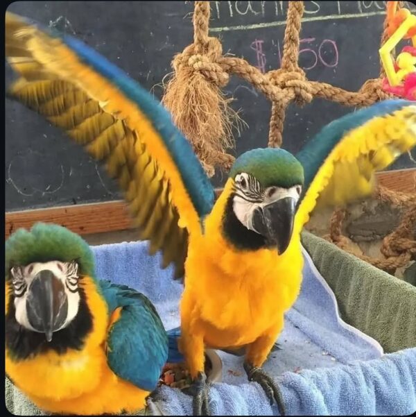Blue and Gold Macaws with wings spread