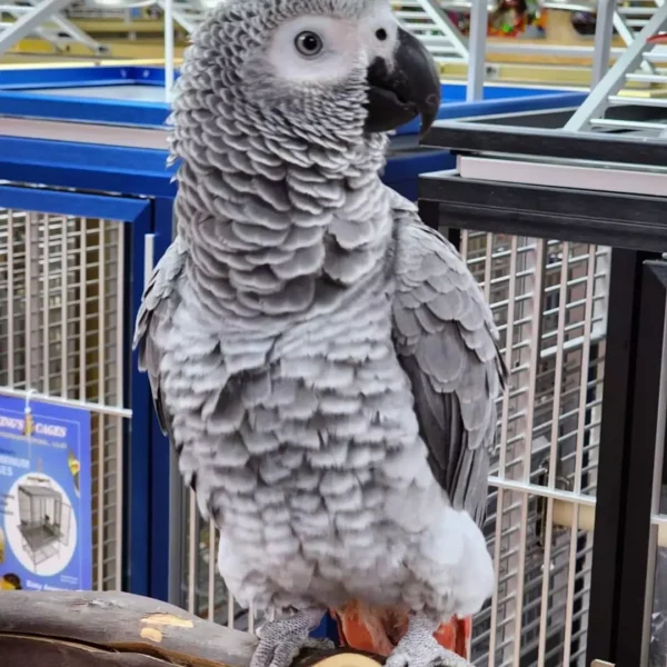 Young Male African Grey