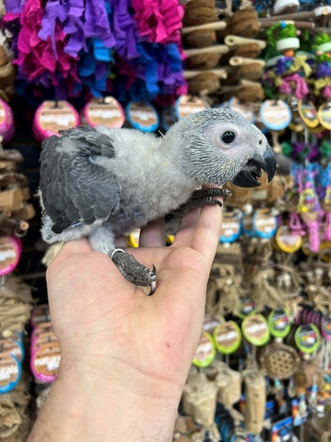 African Grey Congo Parrots — Hatched (Male & Female)