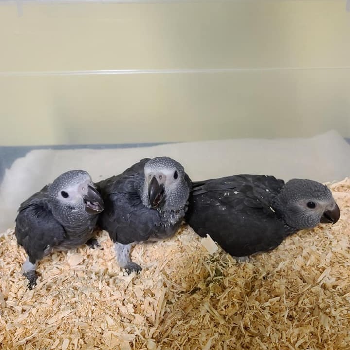 Three baby African Grey parrots together