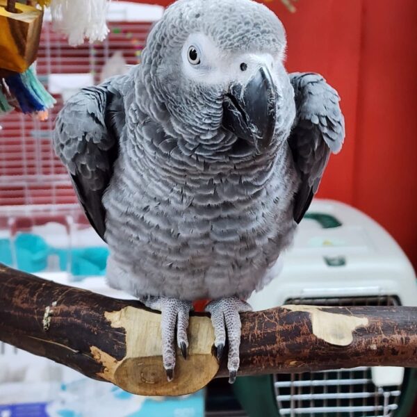 Lucia the African Grey looking at the camera