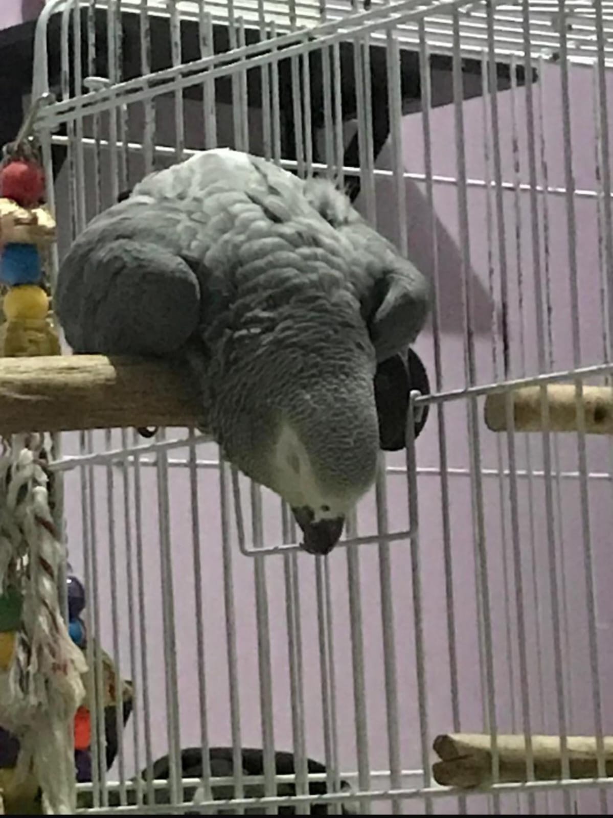 Baby African Grey parrot inside its cage