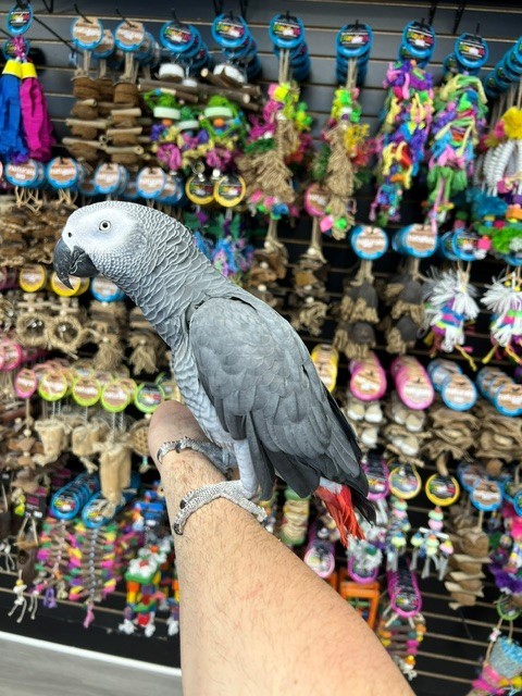Hatched Male — Reserve Now