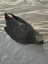 Lucia — Congo African Grey