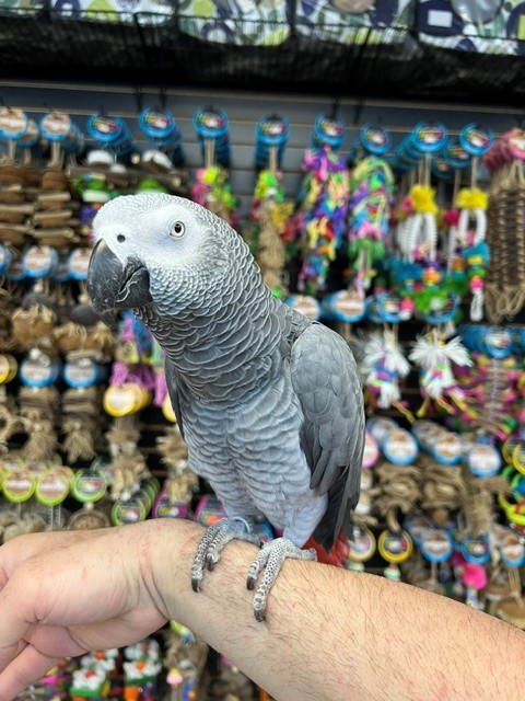 Hatched male African Grey looking at camera